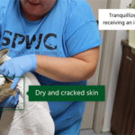 Sandy Pines teaching how to identify and respond to wildlife in distress