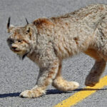 Seldom seen Lynx cruising in Cressy