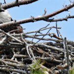 Eaglets among at least five known nests in the County