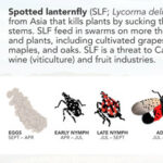 Destructive lanternfly could affect County’s vineyards and tree canopy