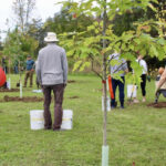 Proposed bylaw aims to protect County trees
