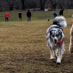 Unboxing some fair weather fun at Delhi Dog Park