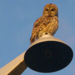 Participants welcome to join Christmas Bird Counts in the County
