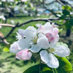 Orchard Wagon Rides at Waupoos Estates Winery - a sure sign of spring