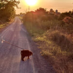 Criticism over proposed fines and who can use the Millennium Trail