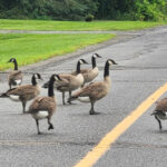 Gaggle of geese makes its merry way in Milford