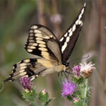 Monarch monitoring blitz begins on County's south shore