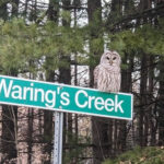 Waring's Creek groups invites public to celebrate achievements; learn about challenges