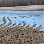 Geese enjoy spring freshet at West Lake farm field