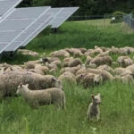 Solar and sheep in proposed project on Elmbrook Road; former BESS proposal site