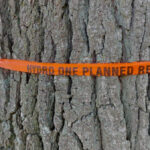 Hydro One denies appeal to save 300+ year old trees; now up to County