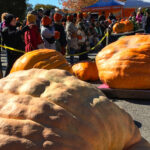 Parade of pumpkins enchants giant Wellington festival